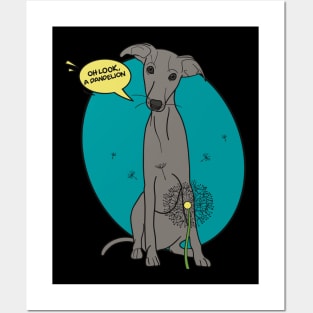 Funny greyhound design; Grey Italian greyhound with a dandelion flower Posters and Art